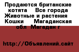 Продаются британские котята  - Все города Животные и растения » Кошки   . Магаданская обл.,Магадан г.